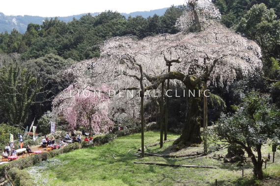 長興山紹太寺の桜