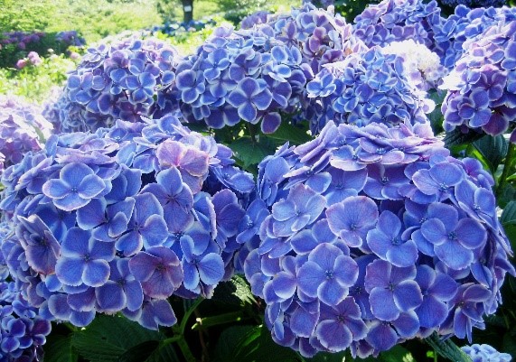 あじさい1