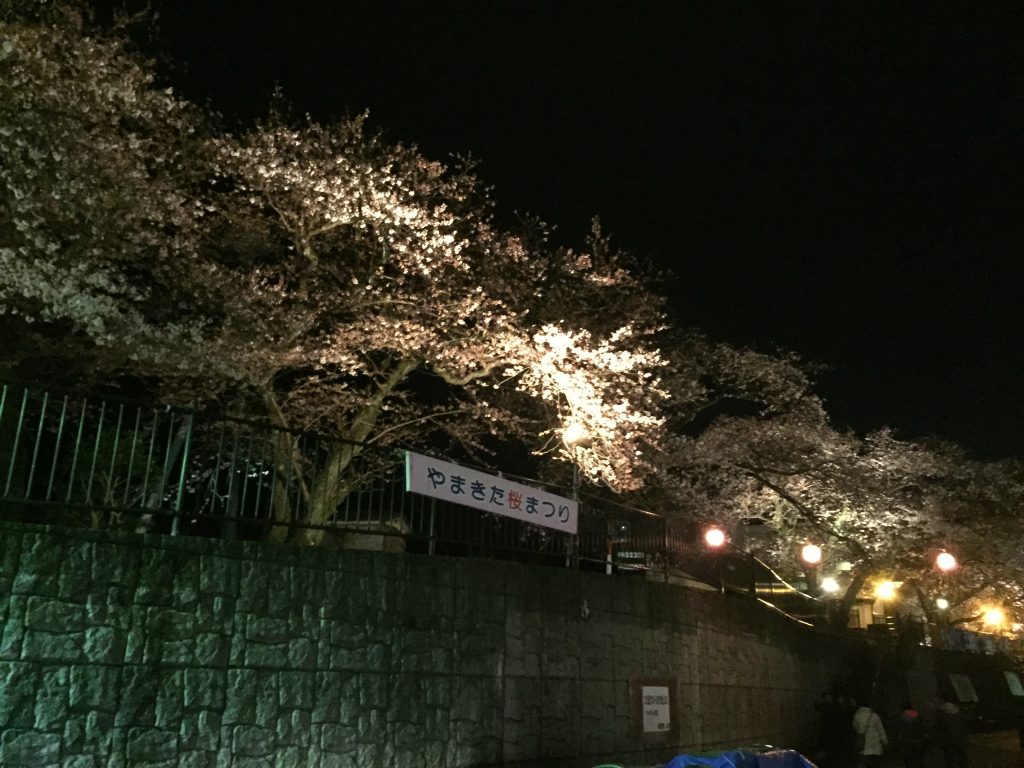 桜3